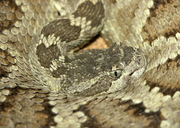 Crotalus oreganus oreganus