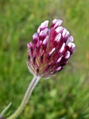 Trifolium albopurpureum var. dichotomum