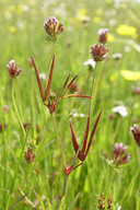 Trifolium oliganthum