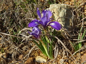 Iris douglasiana