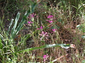 Allium peninsulare var. franciscanum