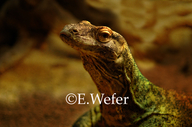 Varanus komodoensis