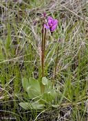 Photo of Primula pauciflora