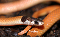 Tantilla melanocephala