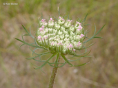Daucus carota