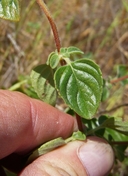 Monardella villosa ssp. franciscana