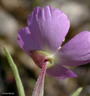 Clarkia gracilis ssp. gracilis