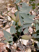 Asclepias cordifolia