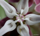 Asclepias speciosa