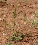 Amaranthus sp.