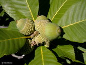 Quercus sadleriana