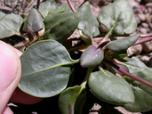 Eriogonum pyrolifolium var. pyrolifolium