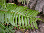 Polystichum imbricans ssp. curtum