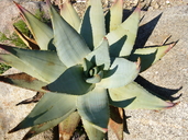 Aloe comptonii