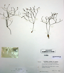 Eriogonum apricum var. apricum