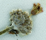 Eriogonum argophyllum