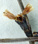 Eriogonum brachyanthum