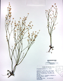 Eriogonum davidsonii