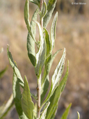 Artemisia douglasiana