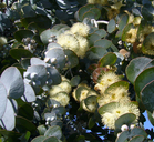 Silver-leaved Gum
