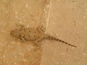 Red-throated Ground Agama