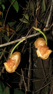 Coryanthes speciosa