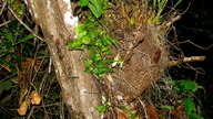 Coryanthes speciosa
