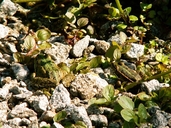 Pelophylax ridibundus