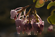 Arctostaphylos viscida ssp. mariposa