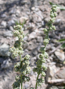 Chenopodium desiccatum