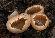 Common Dung Cup