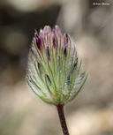 Trifolium neolagopus