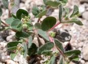 Euphorbia serpillifolia ssp. hirtula