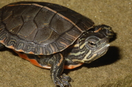Intergrade Painted Turtle (southern X Western)