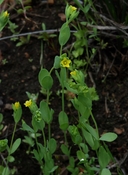 Northwestern Yellow Flax