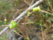 Drymocallis cuneifolia var. ewanii