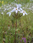Linanthus androsaceus