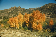 Populus tremuloides