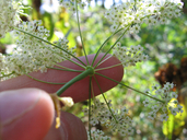 Perideridia gairdneri ssp. borealis