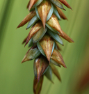 Photo of Carex limosa
