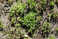 Navarretia leucocephala