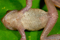 Gastrotheca antoniiochoai