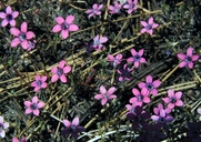 Gilia leptalea ssp. leptalea