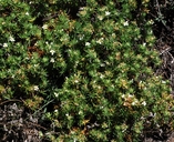 Linanthus nuttallii ssp. pubescens
