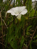 Calystegia sepium ssp. limnophila
