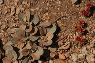 Eriogonum lobbii