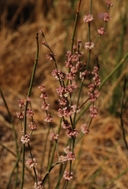 Eriogonum roseum