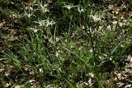 Iris tenuissima