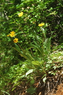 Helianthella californica