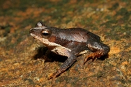 Peltophryne longinasus